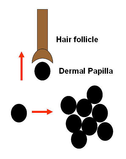 Hair Cloning Methods