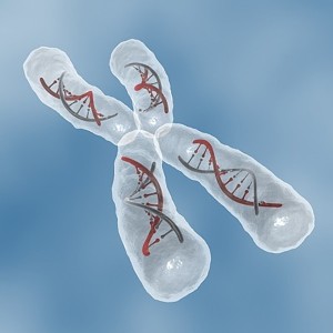 The X Chromosome